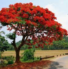 Royal Poinciana Seeds Gulmohar Delonix Regia Tree Flame Etsy Royal Poinciana Delonix Regia Poinciana