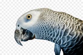 African grey is a free transparent png image. African Grey Bird Parakeet Parrot Budgie