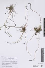 Image result for Elytraria acaulis