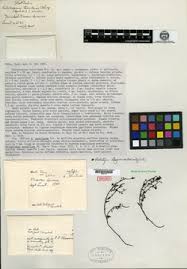 Image result for Euploca katangensis