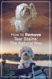 Amazon.com has been visited by 1m+ users in the past month How To Remove Tear Stains The Natural Way Dog Tear Stains Tear Stain Removal Dogs Tear Stains