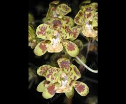 Image result for Graphorkis