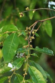 Image result for Diospyros mespiliformis