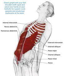 The following general rules regarding actions can be. Muscles Over Rib Cage Brett Booth On Twitter Sternum Is Where The Rib Cage Meets In The Middle Right This Image Shows Them Going Under So You Wouldn T See The