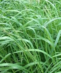 Image result for Sorghum × drummondii