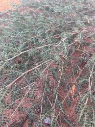 Image result for Indigofera garckeana