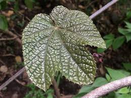 Image result for Ampelocissus