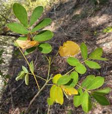 Image result for Senna obtusifolia
