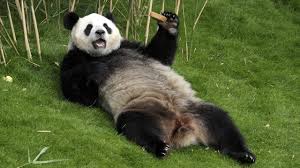 Pin By Annie J On Appel Panda Funny Panda Bear Funny Animal Videos