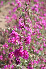 Clarkia Flower Quotes Best Flower Wallpaper