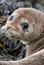 Harbour Seal Ocean Animals Cute Animals Animals Images