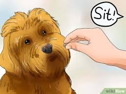 #doodles #doodlebreeds #bernedoodle #aussiedoodles #goldendoodle #labradoodle. 4 Ways To Care For Labradoodles Wikihow