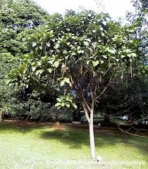 Image result for Barringtonia