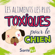 Les Noix Sont Elles Toxiques Pour Mon Chien Maladies Et Prevention Chien Santevet