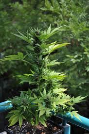 Lowryder #2 incorporates colombian santa maria genetics for increased resin production, improved. Die Zuchtung Von Autoflowering Hanfsamen Selbstbluhenden Cannabis