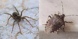 Maybe you would like to learn more about one of these? 15 Common House Bugs To Know What Insects Live In Houses