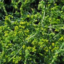 Image result for Galium verum