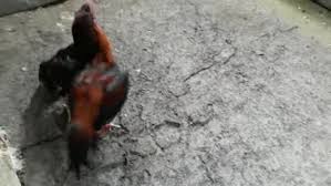 Ayam bangkok memang sudah terkenal dengan keunggulannya. Video Mr Ninja 02 Spesialis Pukul K O Peternak Ayam Aduan Berkualitas