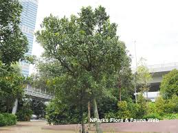 Image result for Calophyllum inophyllum
