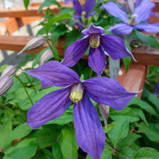 Star power for your garden and landscape! Spring Hill Nurseries Chloe Clematis Live Bareroot Perennial Plant Violet Flowers 1 Pack 77072 The Home Depot Clematis Flower Spring Hill Nursery Perennial Plants