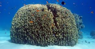 When corals are stressed by changes in conditions such as temperature, light, or nutrients, they expel the symbiotic algae living in their tissues, causing them to turn completely white. Ù…Ø¹Ù„ÙˆÙ…Ø§Øª Ø¹Ù† Ø­ÙŠÙˆØ§Ù† Ø§Ù„Ù…Ø±Ø¬Ø§Ù† Ø§Ù„Ø¨Ø­Ø±ÙŠ Bcartsales Org