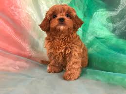 Goldendoodle puppy for sale in albert lea, mn, usa. Shih Tzu Poodle Breeders Iowa Illinois Minnesota Puppies Ready