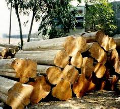 Image result for Tectona