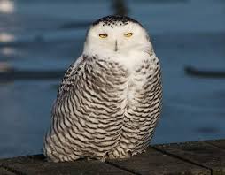 Image result for Bubo