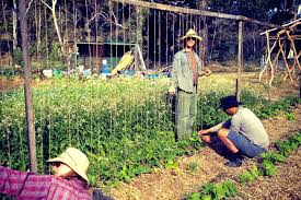 Bamboo trellis bamboo fence garden trellis bamboo fencing ideas bamboo roof trellis panels diy trellis japanese bamboo japanese fence. Diy Trellis Ideas For Beans Peas And How They Re Different Milkwood Permaculture Courses Skills Stories