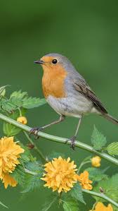 Maybe you would like to learn more about one of these? Robin Bird Yellow Flowers 640x1136 Iphone 5 5s 5c Se Wallpaper Background Picture Image