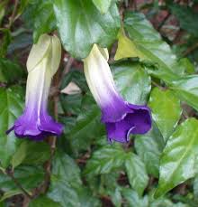 Image result for Thunbergia annua