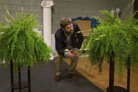 A wide array of ferns are for sale from tn nursery with quick shipping and low prices. Between Two Ferns The Movie Netflix Review Stream It Or Skip It