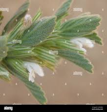 Image result for Leucas neuflizeana