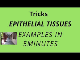 We did not find results for: Epithelial Tissues Examples Tricks Class 11 Youtube