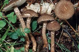 Image result for Inocybe hystrix