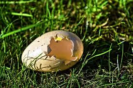 Dec 14, 2018 · the best way to hatch eggs without an incubator is by sitting them under a broody hen. British Teen Hatches Duckling From Supermarket Egg