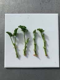 Image result for cuttings of geraniums