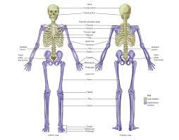 One way to learn all the bones in the human body is to categorize them by shape. 7 1 Divisions Of The Skeletal System Anatomy Physiology