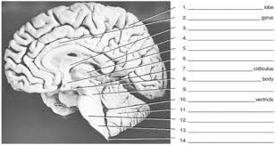 Maybe you would like to learn more about one of these? Quiz Label All 14 Parts Of This Midsagittal View Of A Human