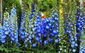 Hoher Rittersporn Edler Blaubluter Pflanzen Rittersporn Und Bluhende Pflanzen