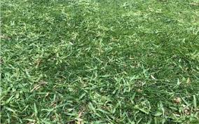 Crabgrass is an annual grass that starts from seed each year, then as it grows outward, the joints take root and spread. Paul Munns Blog Solve My Problem Category How Do You Get Rid Of Kikuyu Growing In Your Lawn