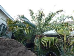 Image result for Encephalartos gratus