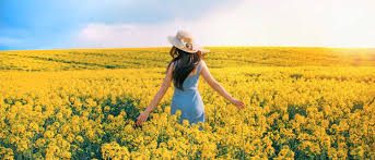 Flowers in season in april south africa. Spring Flowers In Korea When Where To Go South Korea