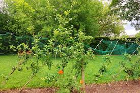 Obst und gemüse erneut wachsen lassen! Das Grune Archiv Gartenobst Infos Zu Obstpflanzen Fur Den Garten