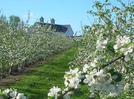 We don't sell soft fruit or tropical. Growing Fruit Trees In Maine Cooperative Extension Tree Fruits University Of Maine Cooperative Extension