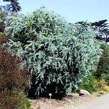 Image result for Acacia podalyriifolia