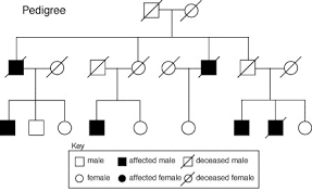 Pedigree Diagram Pedigree Chart Exercises X Linked Dominant