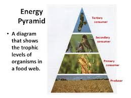 Check spelling or type a new query. Relationships In Food Webs Picture Vocabulary Energy Pyramid