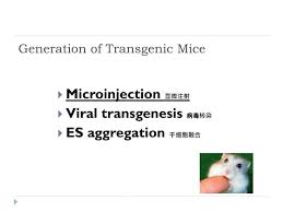 Ppt Generation Of Transgenic Mice Powerpoint Presentation Free Download Id 3376351