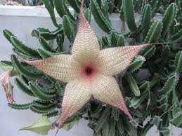 Image result for Stapelia gigantea